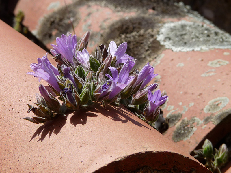 Peloponneso: Campanula topaliana